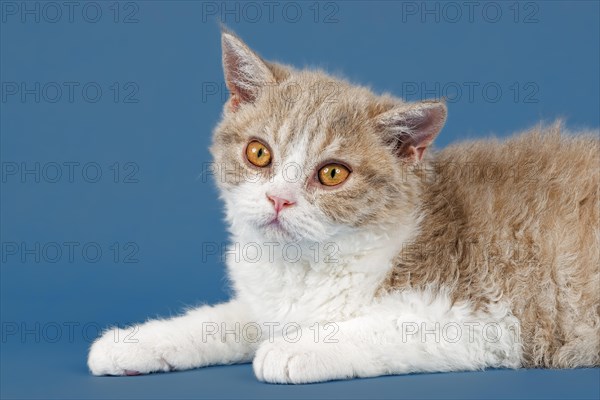 Selkirk Rex kitten