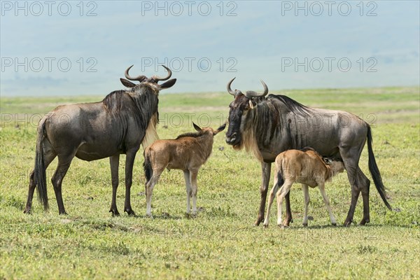 Blue Wildebeest (Connochaetes taurinus)