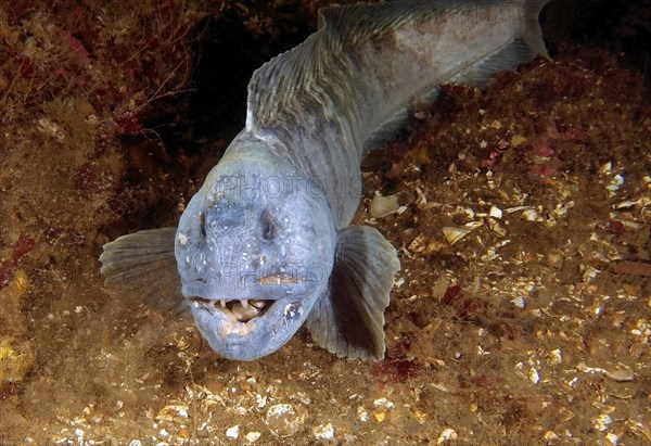 Atlantic Wolffish (Anarhichas lupus)