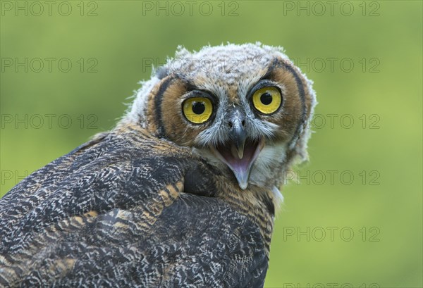 Great horned owl (Bubo virginianus)