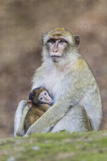 Barbary Macaque (Macaca sylvanus)