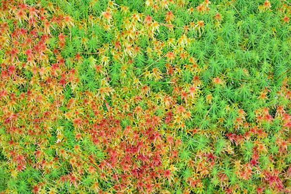 Peat moss (Sphagnum sp.) and Common haircap moss (Polytrichum commune)