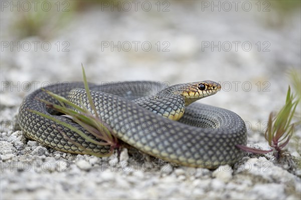 Caspian Whipsnake (Dolichophis caspius)