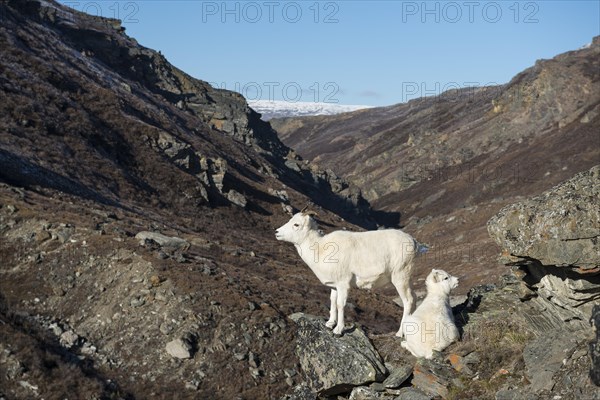 Dall Sheep (Ovis dalli)