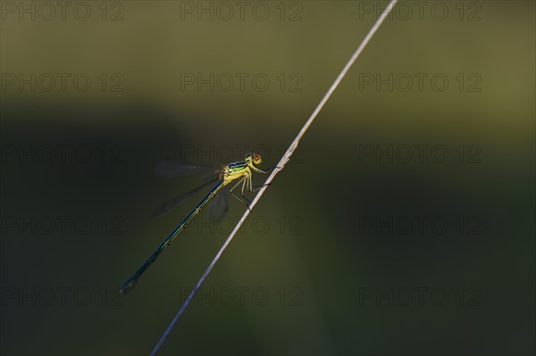 Emerald Damselfly (Lestes sponsa) on a blade of grass