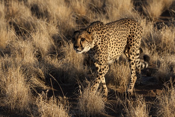 Cheetah (Acinonyx jubatus)