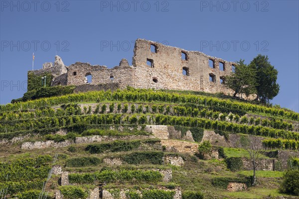 Vineyard with Staufen Castle ruins