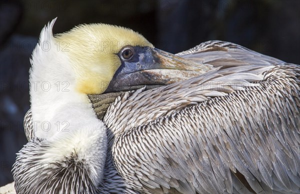 Brown pelican (Pelecanus occidentalis) resting with beak under wing