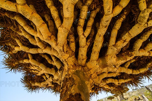 Socotra Dragon Tree or Dragon Blood Tree (Dracaena cinnabari)