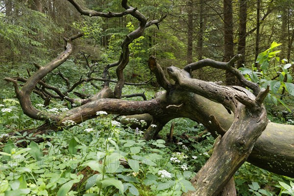 Dead wood in lowland forest