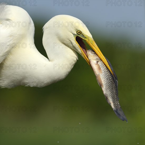 Great Egret (Ardea alba) portrait