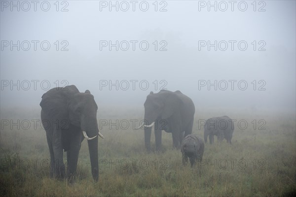 African Elephants (Loxodonta africana)