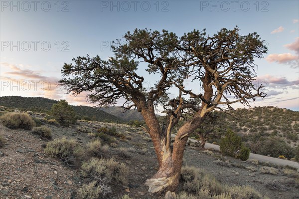 Old Colorado pinyon (Pinus edulis) in heathland in front of evening sky