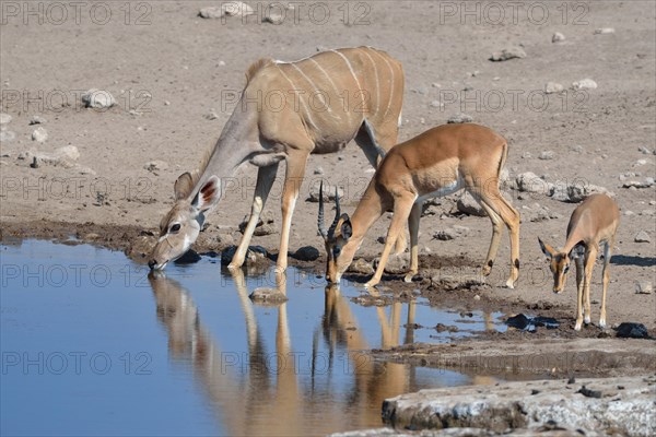 Greater Kudus (Tragelaphus strepsiceros)