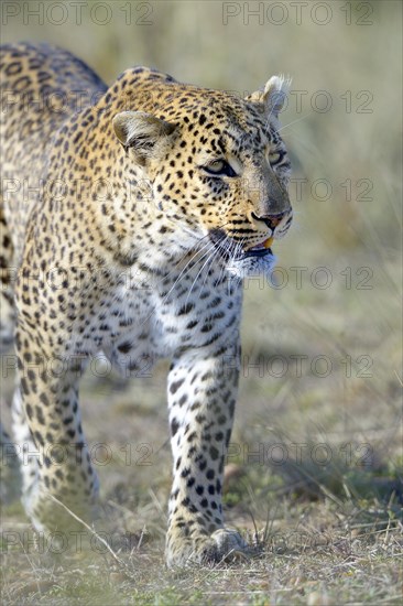 Leopard (Panthera pardus)