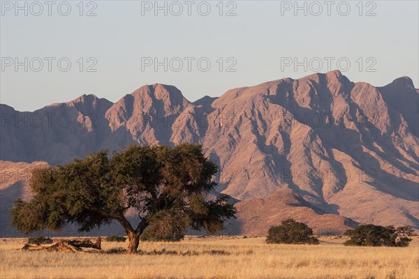 Grassy steppe with Camel Thorn trees (Vachellia erioloba)