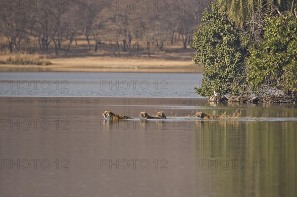 Wild Indian Tigers or Bengal Tigers