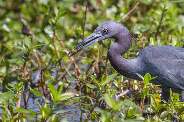 Little Blue Heron (Egretta caerulea) with a shrimp in its beak