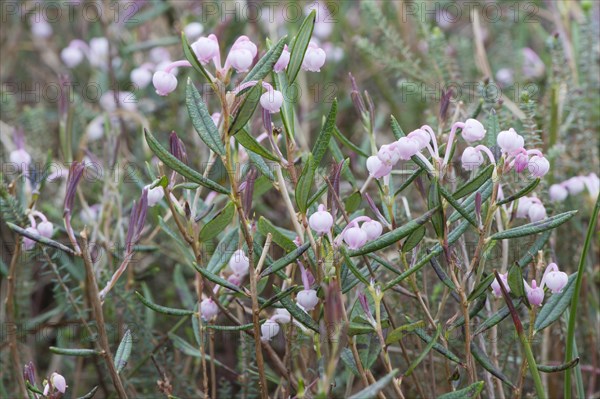 Bog-rosemary (Andromeda polifolia)