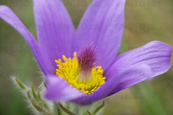 Greater Pasque Flower (Pulsatilla grandis