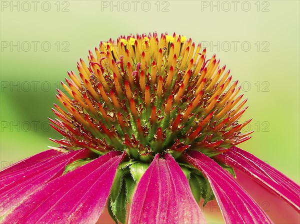 Eastern Purple Coneflower (Echinacea purpurea)