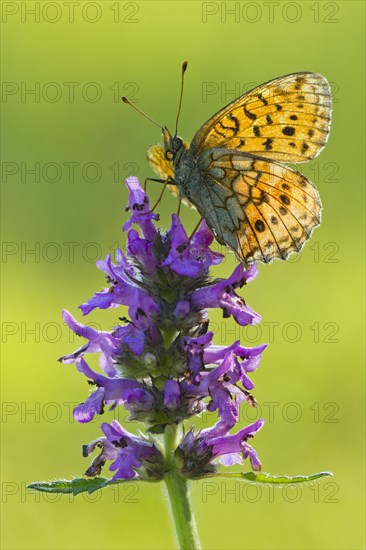 Lesser Marbled Fritillary (Brenthis ino)