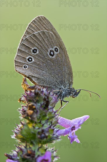 Ringlet (Aphantopus hyperantus)