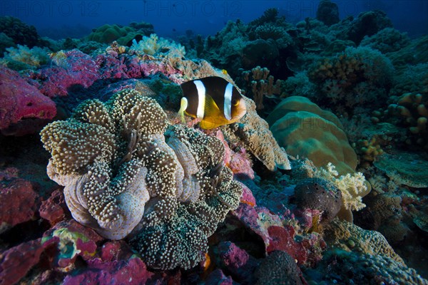 Clark's anemonefish (Amphiprion clarkii)