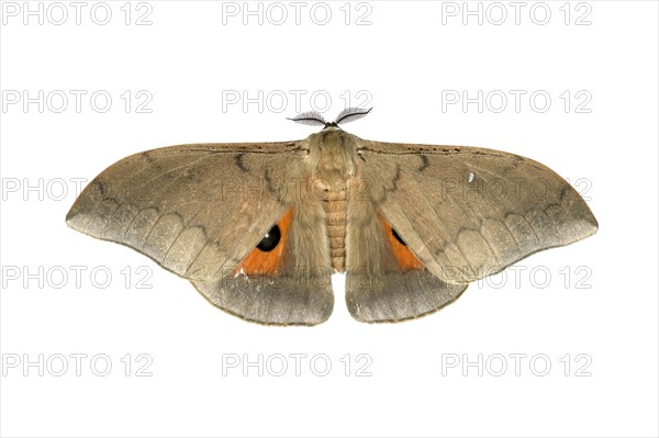 Moth species Pseudobunea alinda