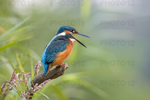 Kingfisher (Alcedo atthis)