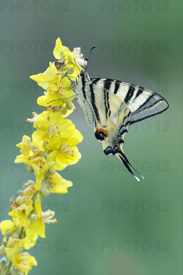 Scarce Swallowtail (Iphiclides podalirius) on mullein