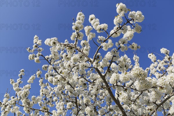 Blossoming cherry tree