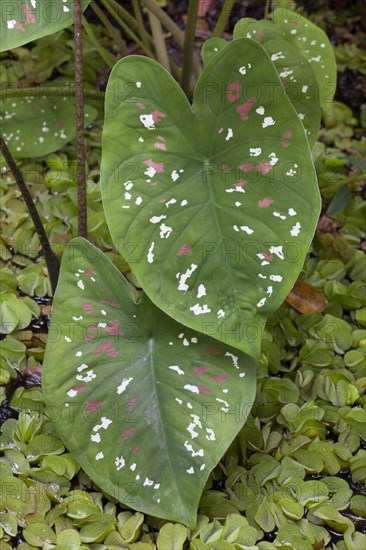 Elephant Ear (Caladium bicolor)