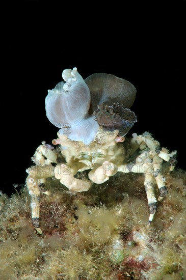 Corallimorph Decorator Crab (Cyclocoeloma tuberculata) with sea anemones on its back