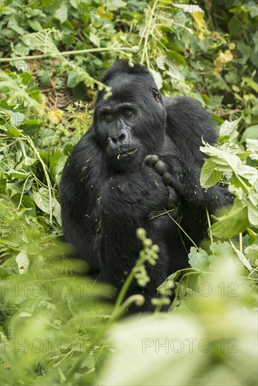 Mountain Gorilla (Gorilla beringei beringei)