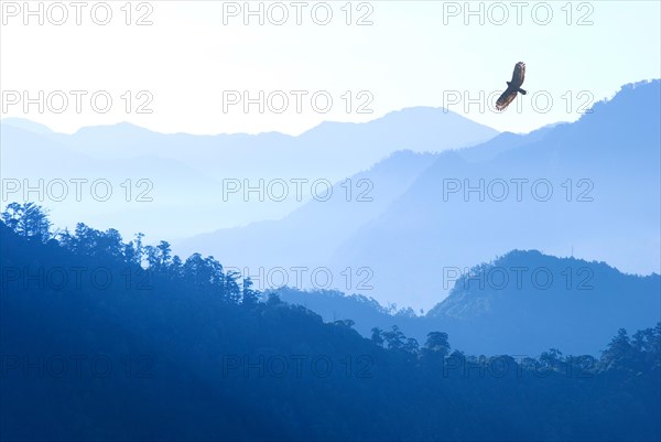 Crested Serpent Eagle (Spilornis cheela) flying over mountains in morning fog