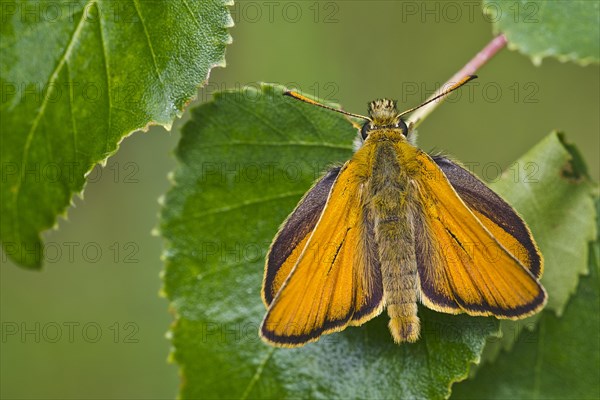 Small Skipper (Thymelicus sylvestris)