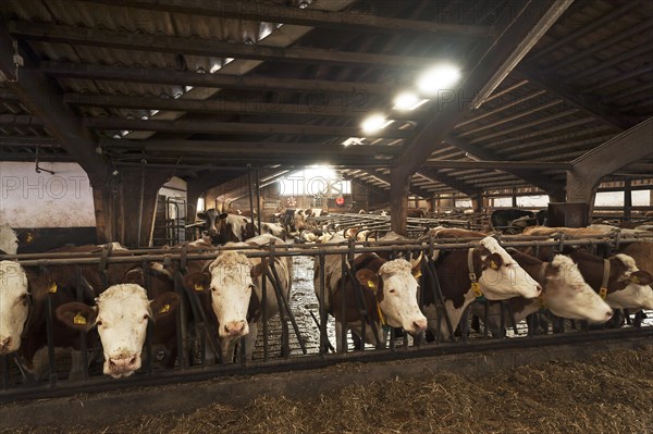 Dairy cows at the feeding fence in a freestall