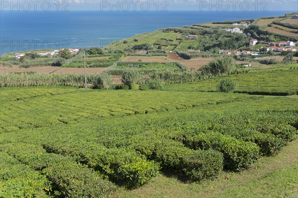 Tea plantation