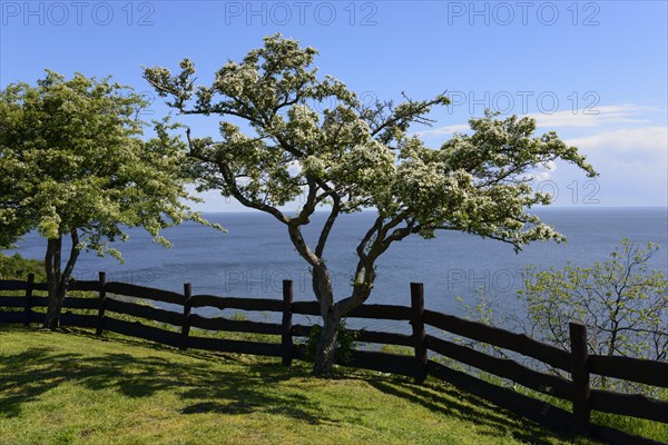 Tree on a cliff