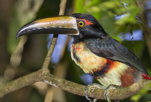 Collared Aracari (Pteroglossus torquatus)