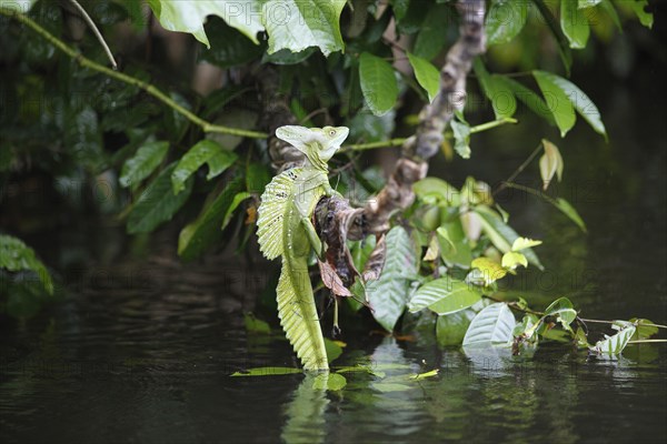 Common Basilisk (Basiliscus basiliscus)