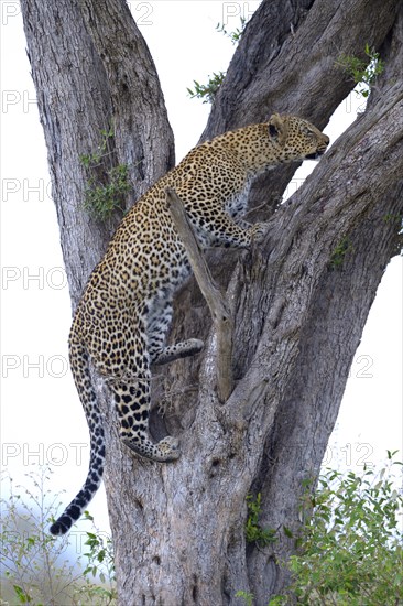 Leopard (Panthera pardus)