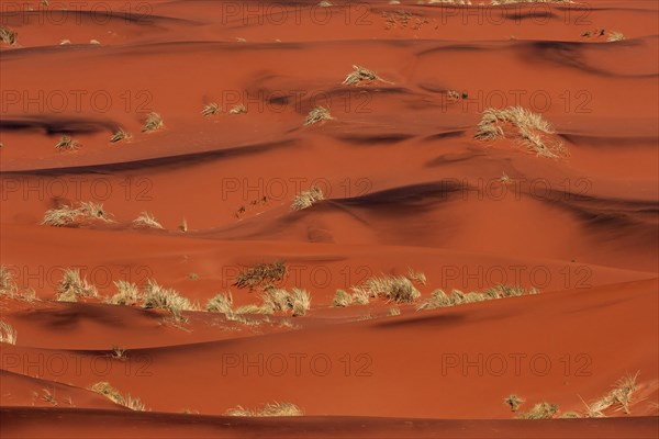 Red sand dunes covered with tufts of grass