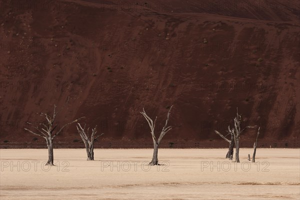 Dead camel thorn trees (Vachellia erioloba)