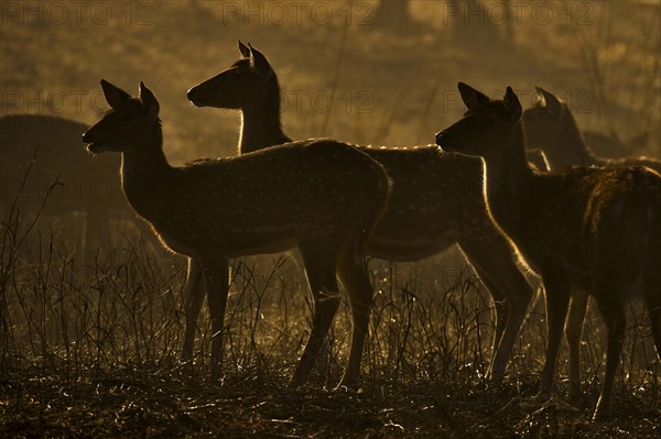 Backlit herd of female Chitals