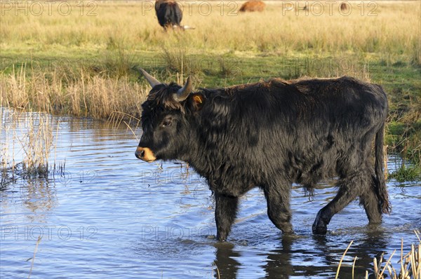 Aurochs or Urus (Bos primigenius)