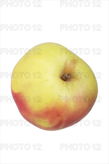 Apple variety Lusatian Clove Apple