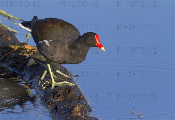 Common Moorhen (Gallinula chloropus) in a swamp by the still water