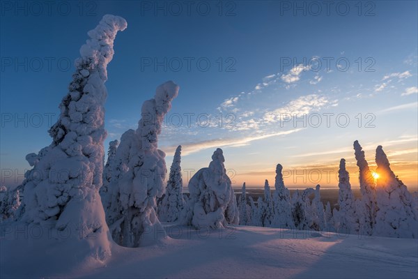 Snow-covered trees